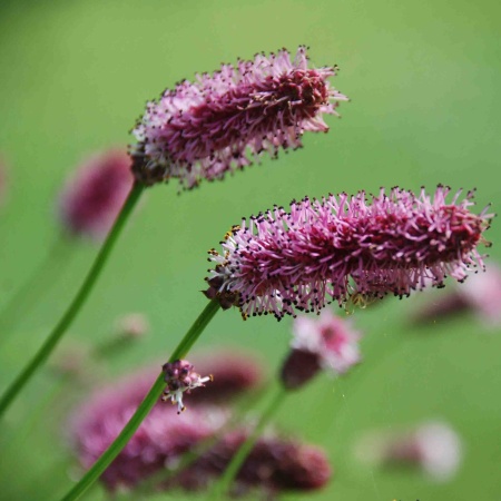 Кровохлебка лекарственная Pink Tanna