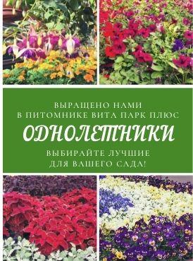 Однолетники Однолетники