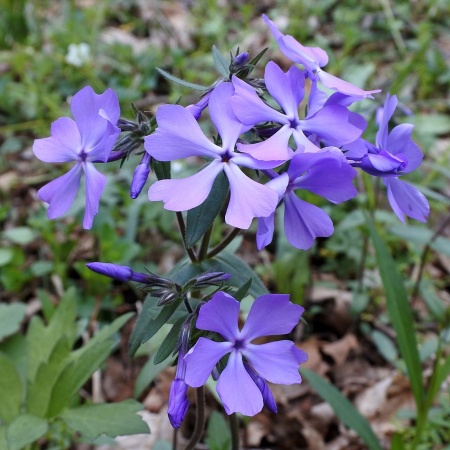 Флокс растопыренный (divaricata) Blue Perfume