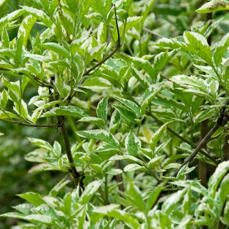 Бузина черная Маргината