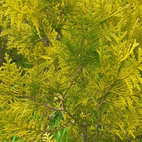 Туя западная Golden Brabant3