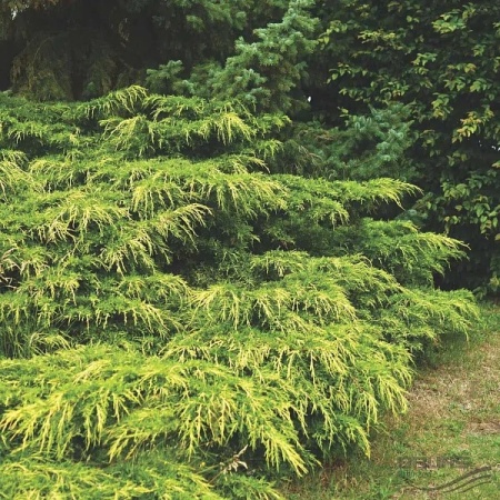 Можжевельник средний Pfitzeriana Aurea