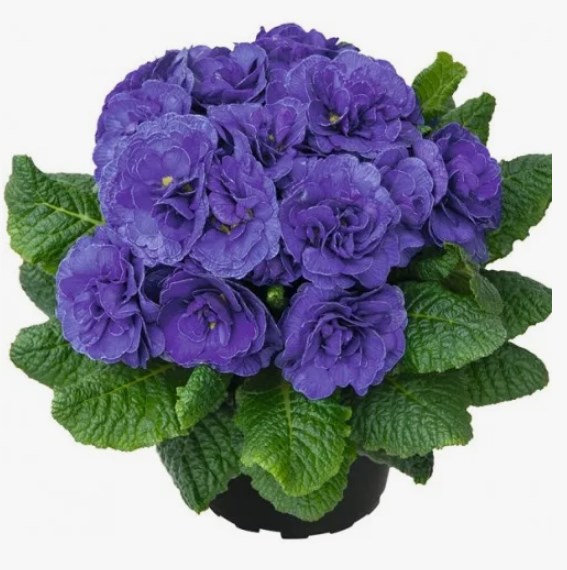 Примула Balerina Okean Blue