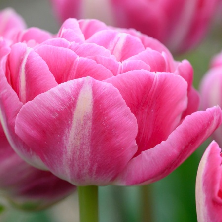 Тюльпан Vogue3