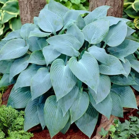 Хоста Canadian Blue