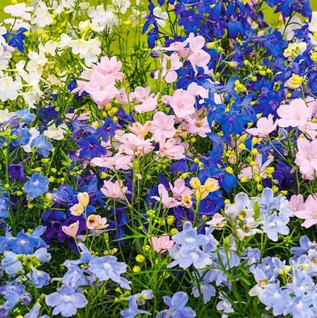 Дельфиниум крупноцветковый Summer Colors Дельфиниум крупноцветковый Summer Colors