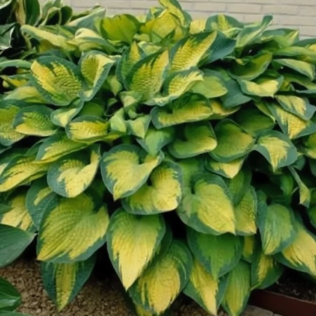 Хоста Колор Глори