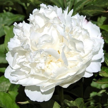 Пион Double White