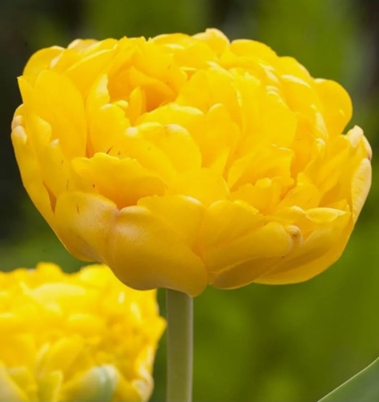 Yellow Pomponette