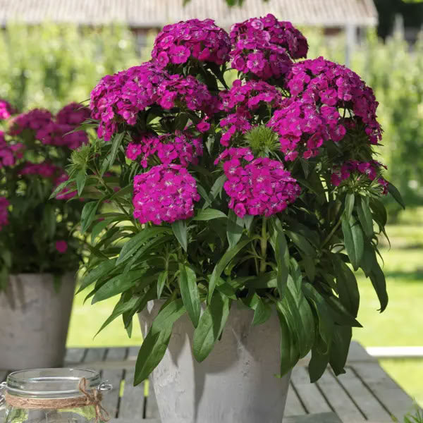 Гвоздика бородатая 'Dart Purple'2