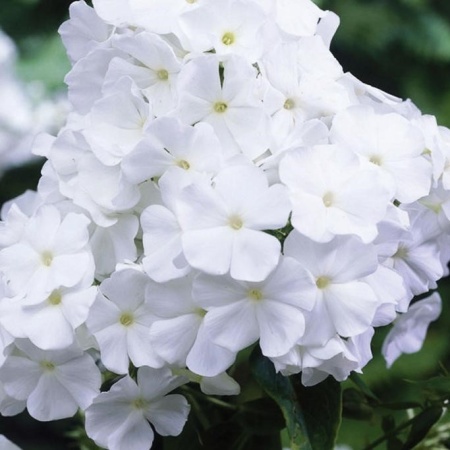 Флокс метельчатый White Admiral