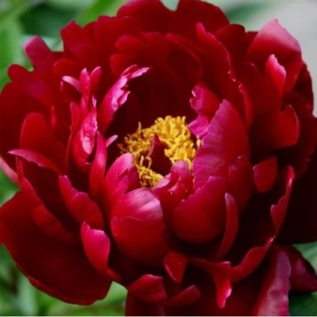 Пион Peter Brand