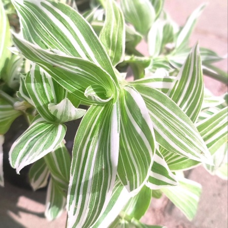 Традесканция