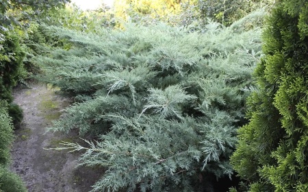 Можжевельник средний Pfitzeriana Glauca