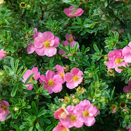 Лапчатка кустарниковая Lovely Pink