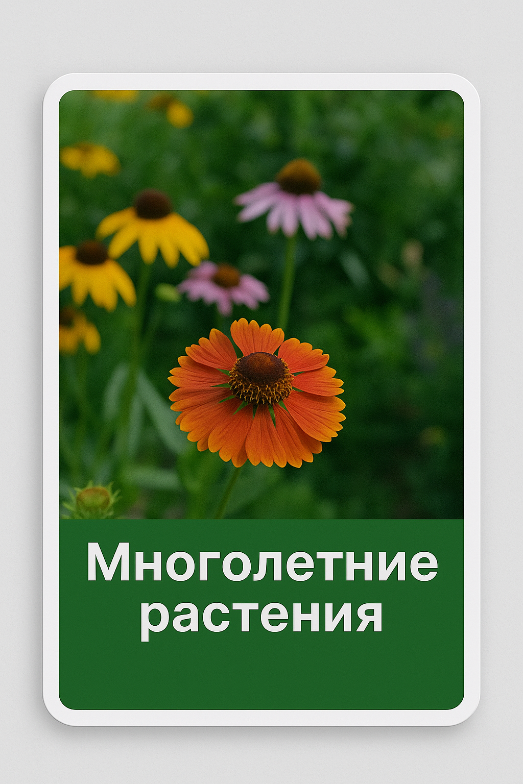 Многолетники