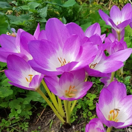 Безвременник