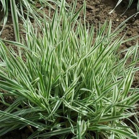 Бухарник Albovariegatus