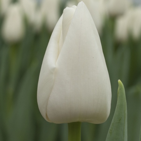 Тюльпан Update