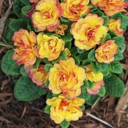 Примула Belarina Rosette Nectarine
