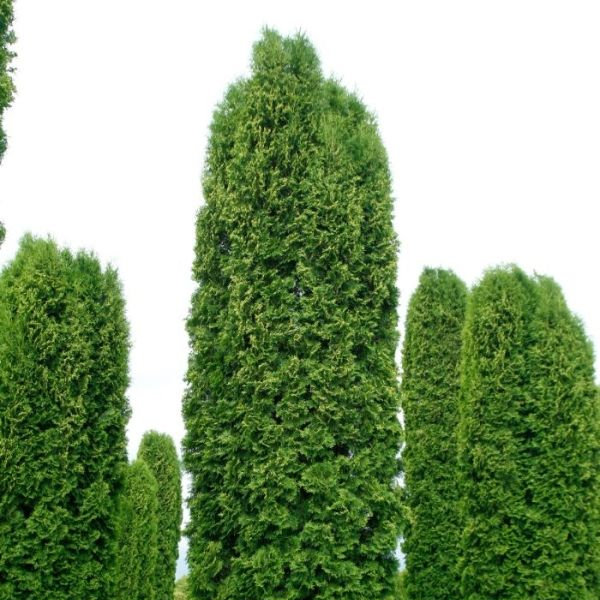Туя западная Columna4