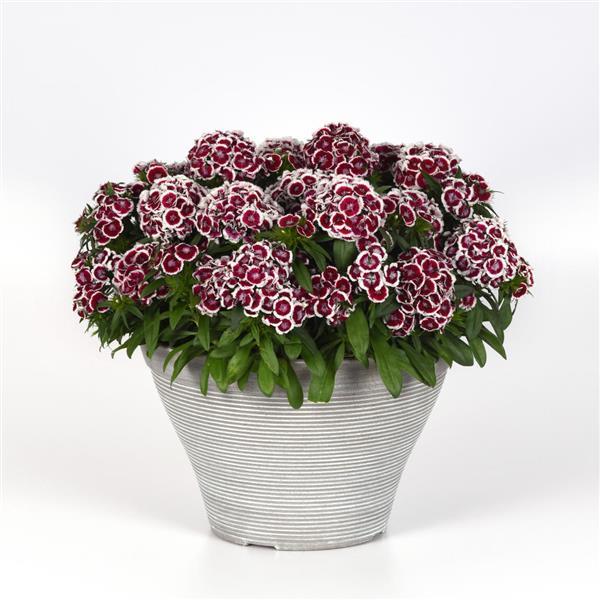 Гвоздика бородатая Dart Red White2