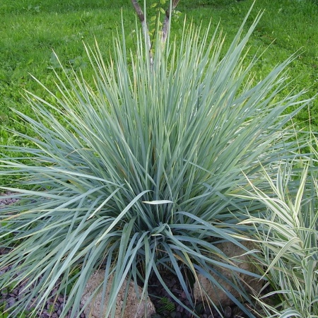 Колосняк песчаный