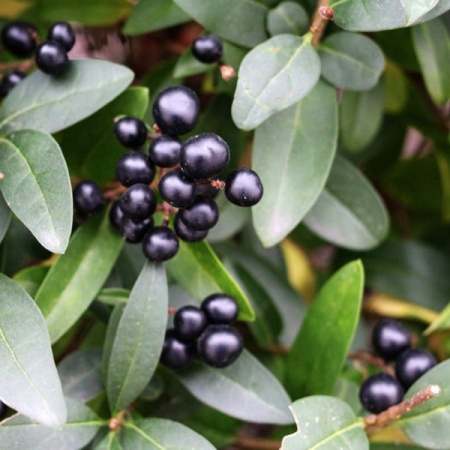 Бирючина обыкновенная