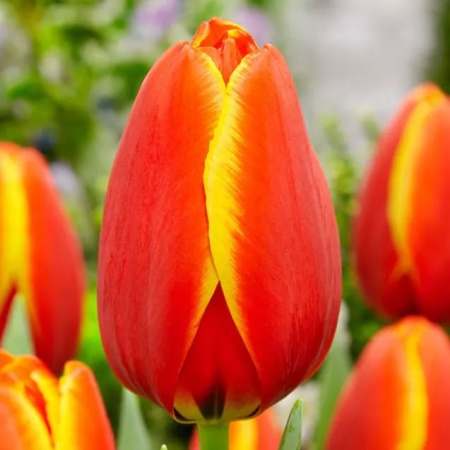 Тюльпан World's Favourite2