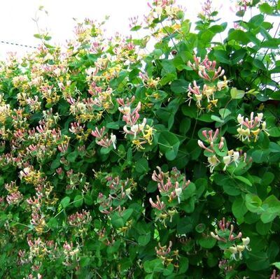 Жимолость каприфоль