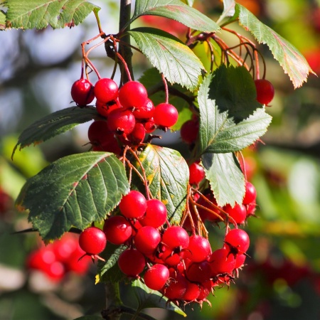 Боярышник сибирский3