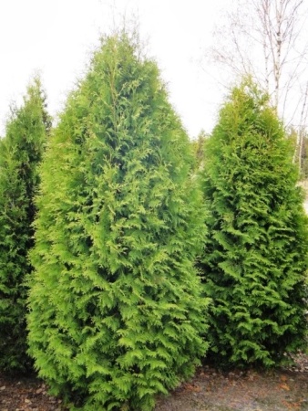 Туя западная Pyramidalis Compacta