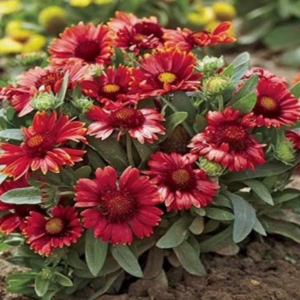 Гайлардия Arizona Red Shades Гайлардия Arizona Red Shades