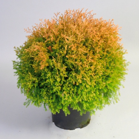 Туя западная Rheingold