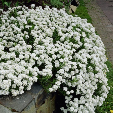 Иберис вечнозеленый Snow Flurries