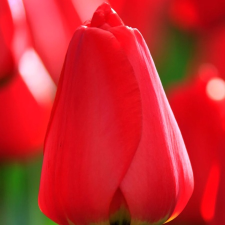 Тюльпан Parade2