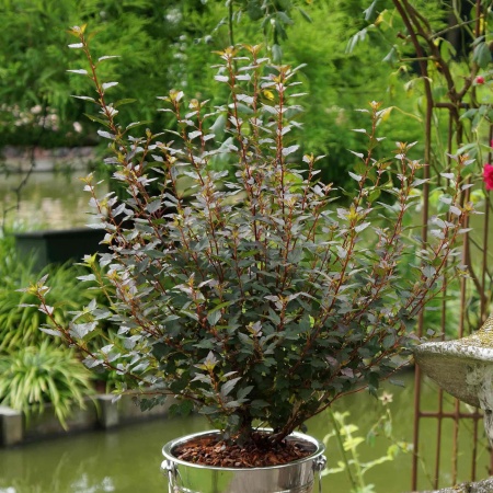 Пузыреплодник калинолистный Little Joker4