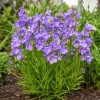 Колокольчик персиколи́стный Takion Blue