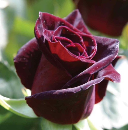 Роза Блэк Баккара 'Black Baccara'2