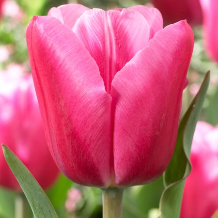Тюльпан Jumbo Pink2