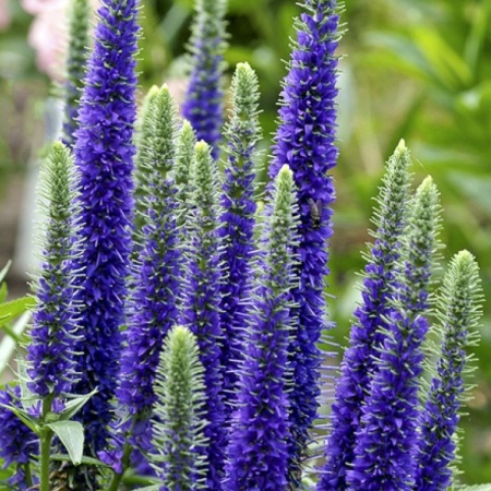 Вероника Ulster Blue Dwarf