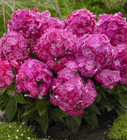 Флокс метельчатый Бамбини Свит