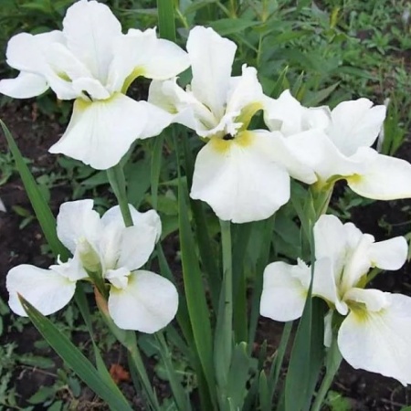 Ирис сибирский Harpswell Happiness Ирис сибирский Harpswell Happiness