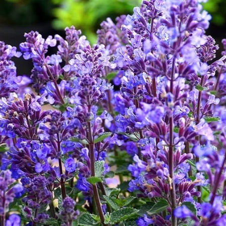 Котовник фассена Blue Wonder Котовник фассена Blue Wonder