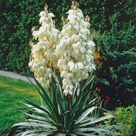 Юкка нитчатая