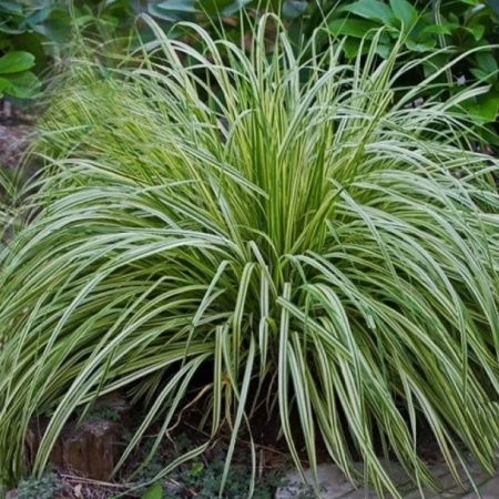 Молиния голубая Variegata