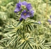 Синюха голубая Brise d'Anjou Синюха голубая Brise d'Anjou
