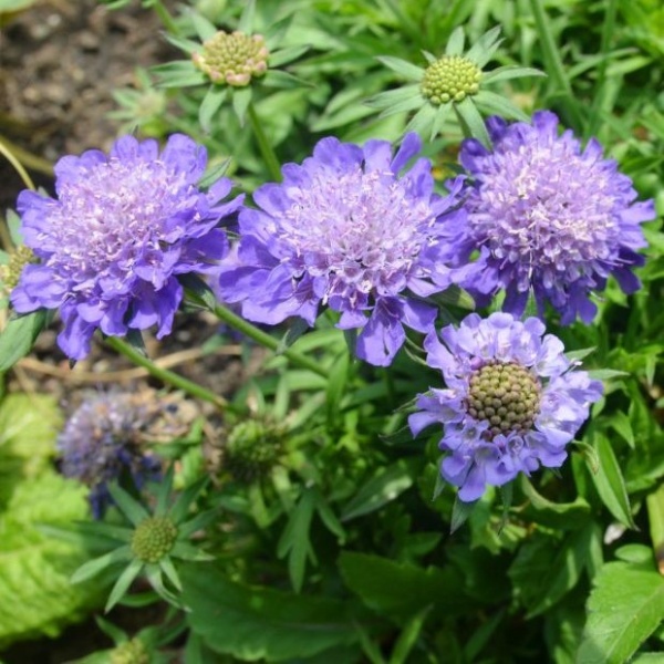 Скабиоза японская Ritz Blue
