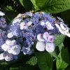 Гортензия пильчатая Bluebird2
