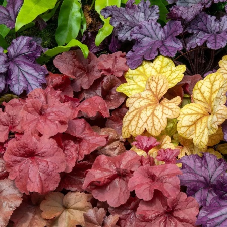 Гейхера микс